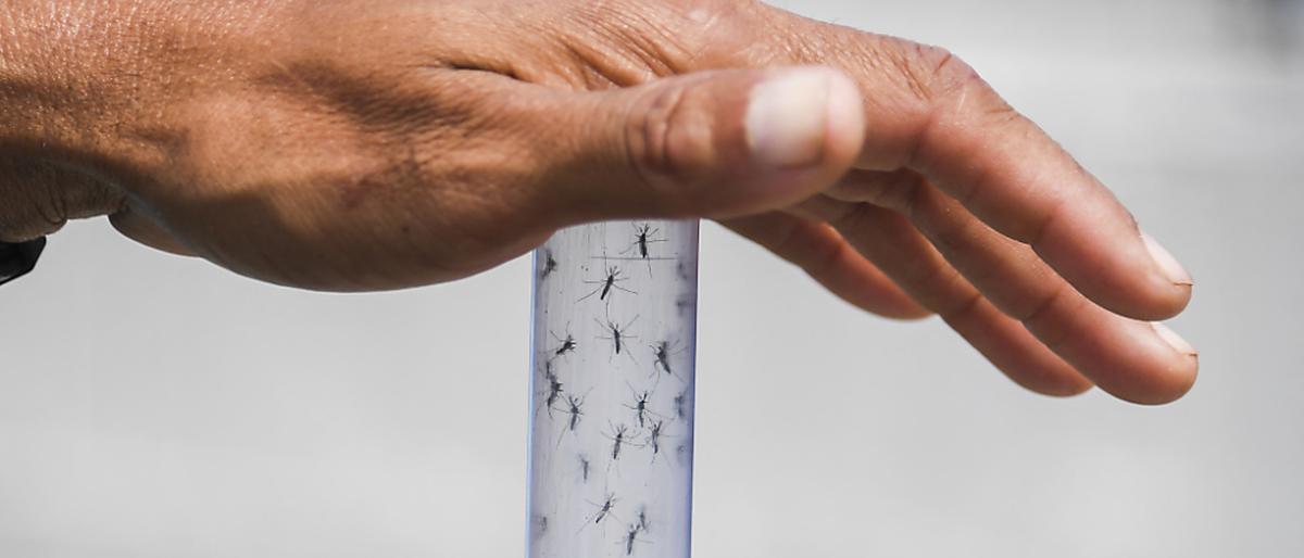 Das Dengue-Fieber wird durch Mücken übertragen | Das Dengue-Fieber wird durch Mücken übertragen