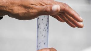 Das Dengue-Fieber wird durch Mücken übertragen | Das Dengue-Fieber wird durch Mücken übertragen