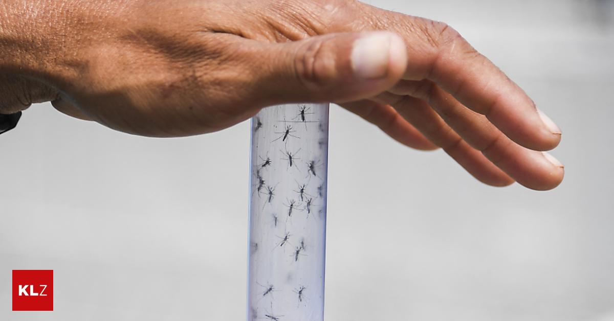 Grippe Saison 20 Neue Dengue Fälle In Frankreich Und Italien Ist Die Lage Ernst - udnuzzz