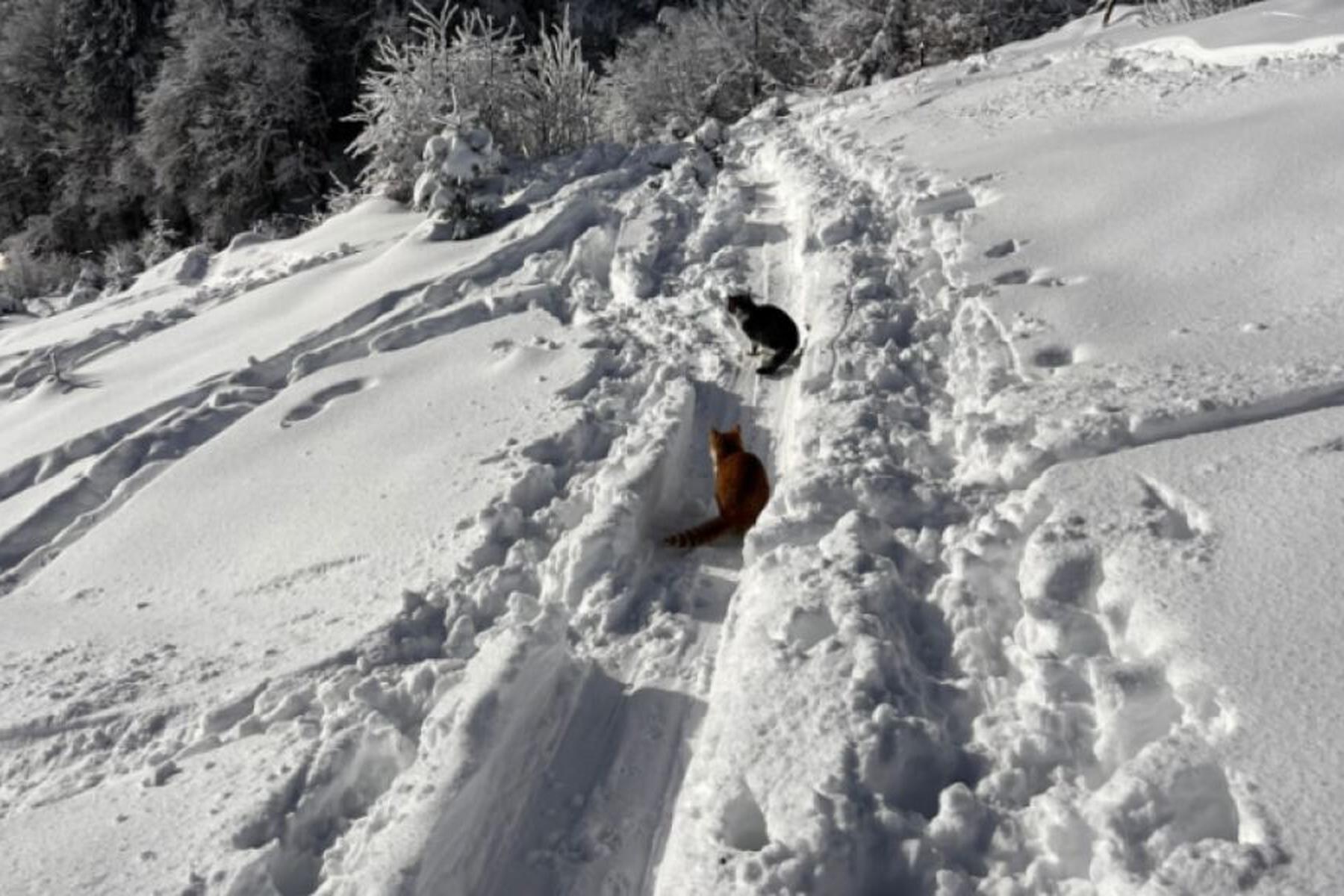 Hallein: Zwei verwaiste Katzen im Tennengau gerettet