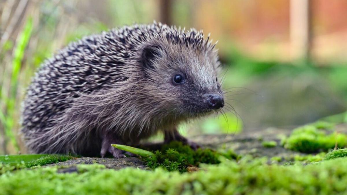 Igel müssen besser geschützt werden | Igel müssen besser geschützt werden