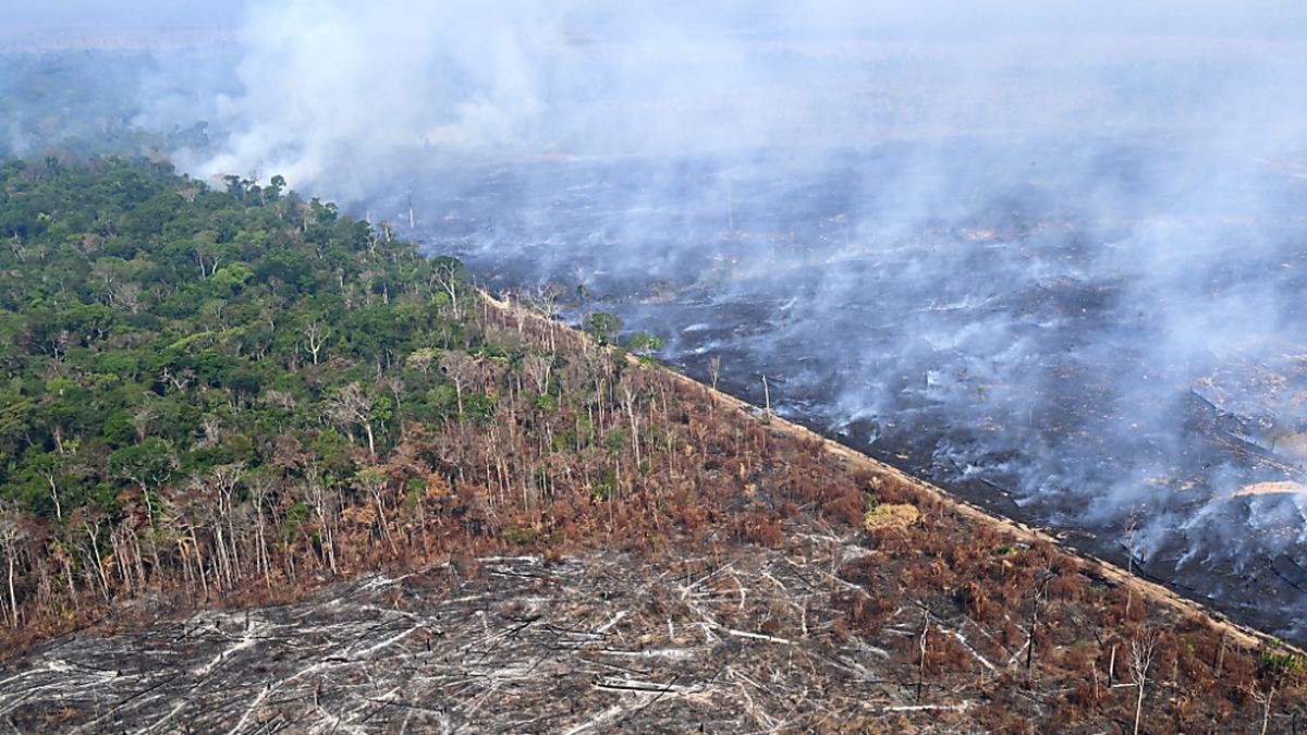 Brandrodung gefährdet den Regenwald | Brandrodung gefährdet den Regenwald