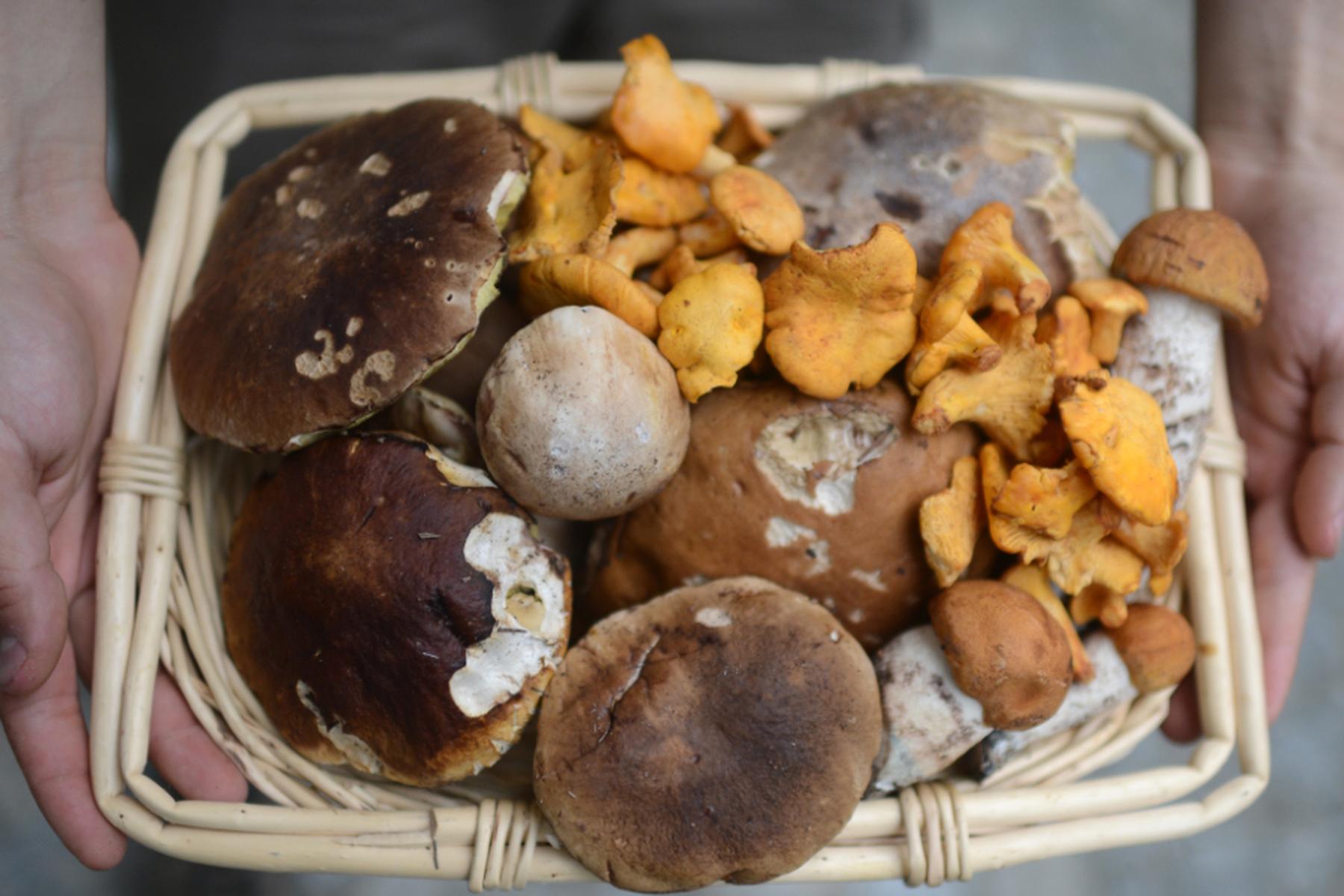 Hermagor: Drei Italiener mit 45 Kilo Pilzen geschnappt