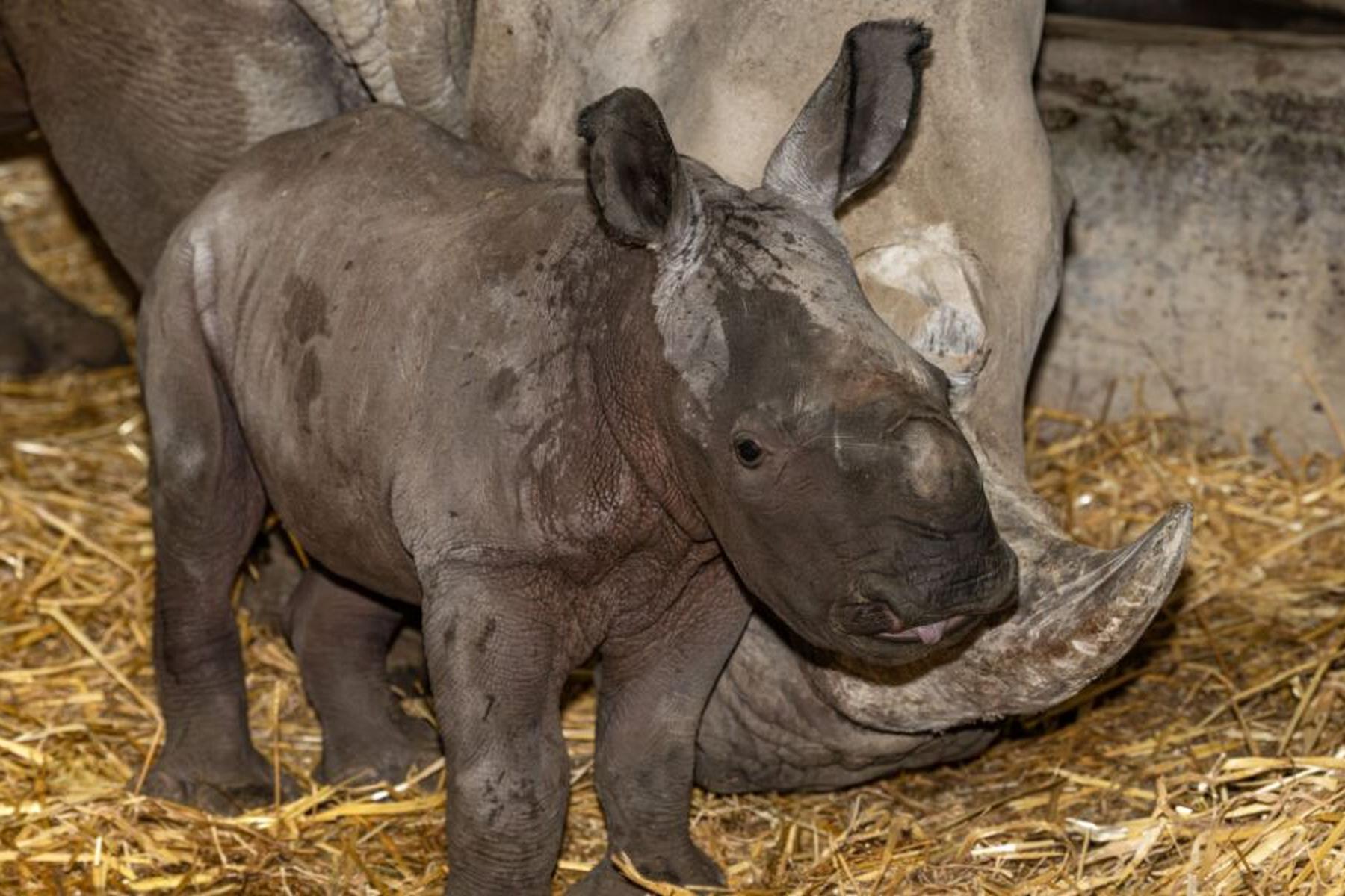 Krenglbach: Nashorn-Baby im Zoo Schmiding zur Welt gekommen