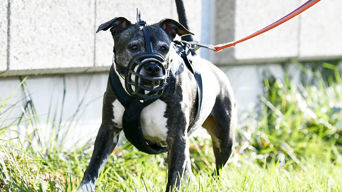 Für bissige Hunde gilt jedoch an öffentlichen Orten Maulkorb- und Leinenzwang. | Für bissige Hunde gilt jedoch an öffentlichen Orten Maulkorb- und Leinenzwang.