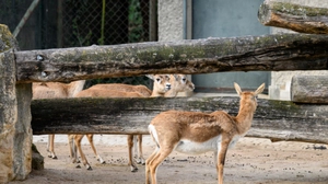 Verhalten der Artgenossen liefert Hinweise auf Schalldämpfer | Verhalten der Artgenossen liefert Hinweise auf Schalldämpfer