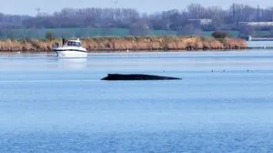 Wal in Deutschland noch am Leben | Wal in Deutschland noch am Leben