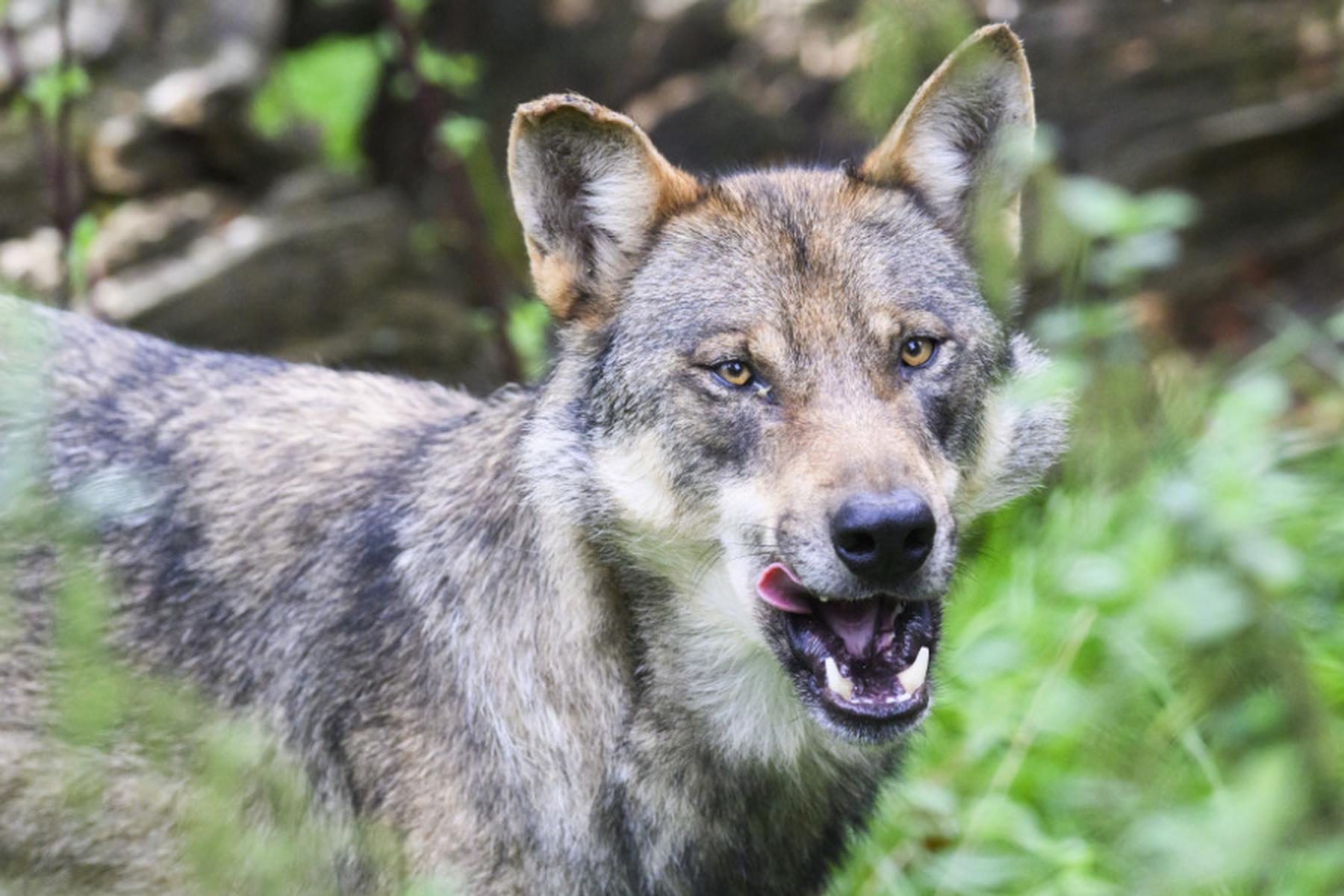 Landeck/Hopfgarten: Wolf im Tiroler Bezirk Landeck geschossen