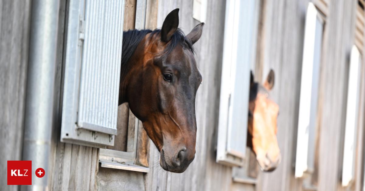 kranke-tiere-verkauft-um-so-einen-preis-gibt-s-kein-olympiapferd