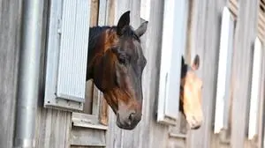 "Willst du dein Pferd als Futter spenden?" (Symbolbild) | "Willst du dein Pferd als Futter spenden?" (Symbolbild)