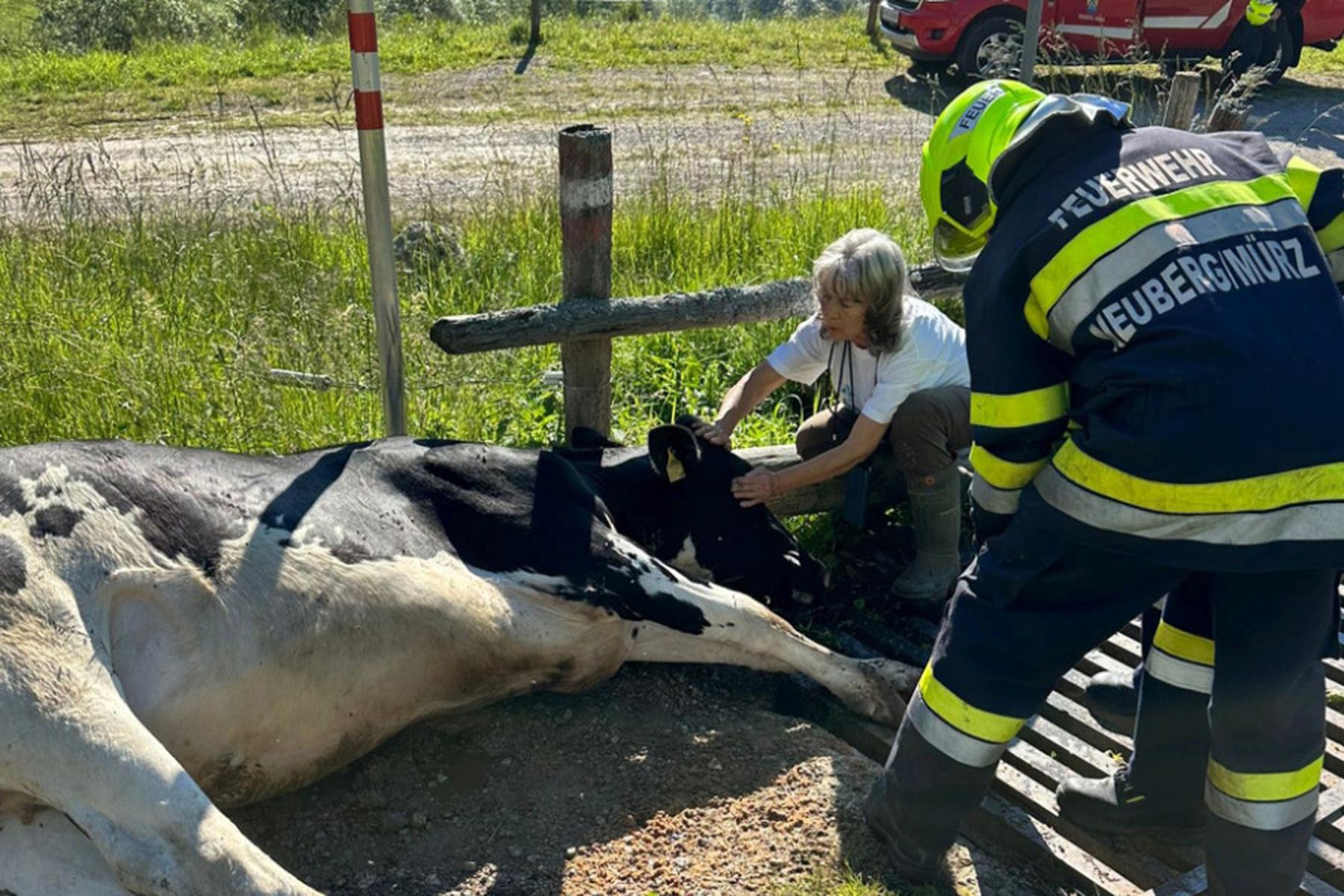 Neuberg/Mürz: Kuh löst Feuerwehreinsatz auf steirischer Alm aus