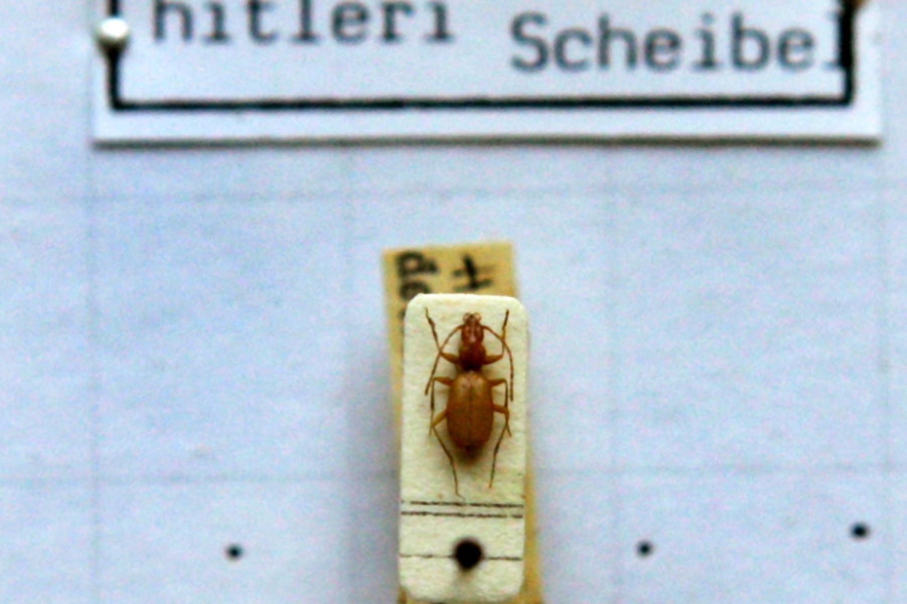 Erlangen: Hitler-Käfer wird seinen umstrittenen Namen behalten