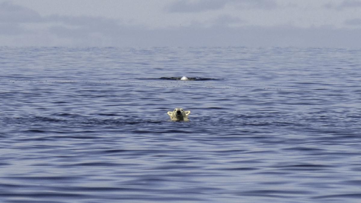 Der Eisbär wäre vermutlich nicht überlebensfähig gewesen (Sujetbild) | Der Eisbär wäre vermutlich nicht überlebensfähig gewesen (Sujetbild)