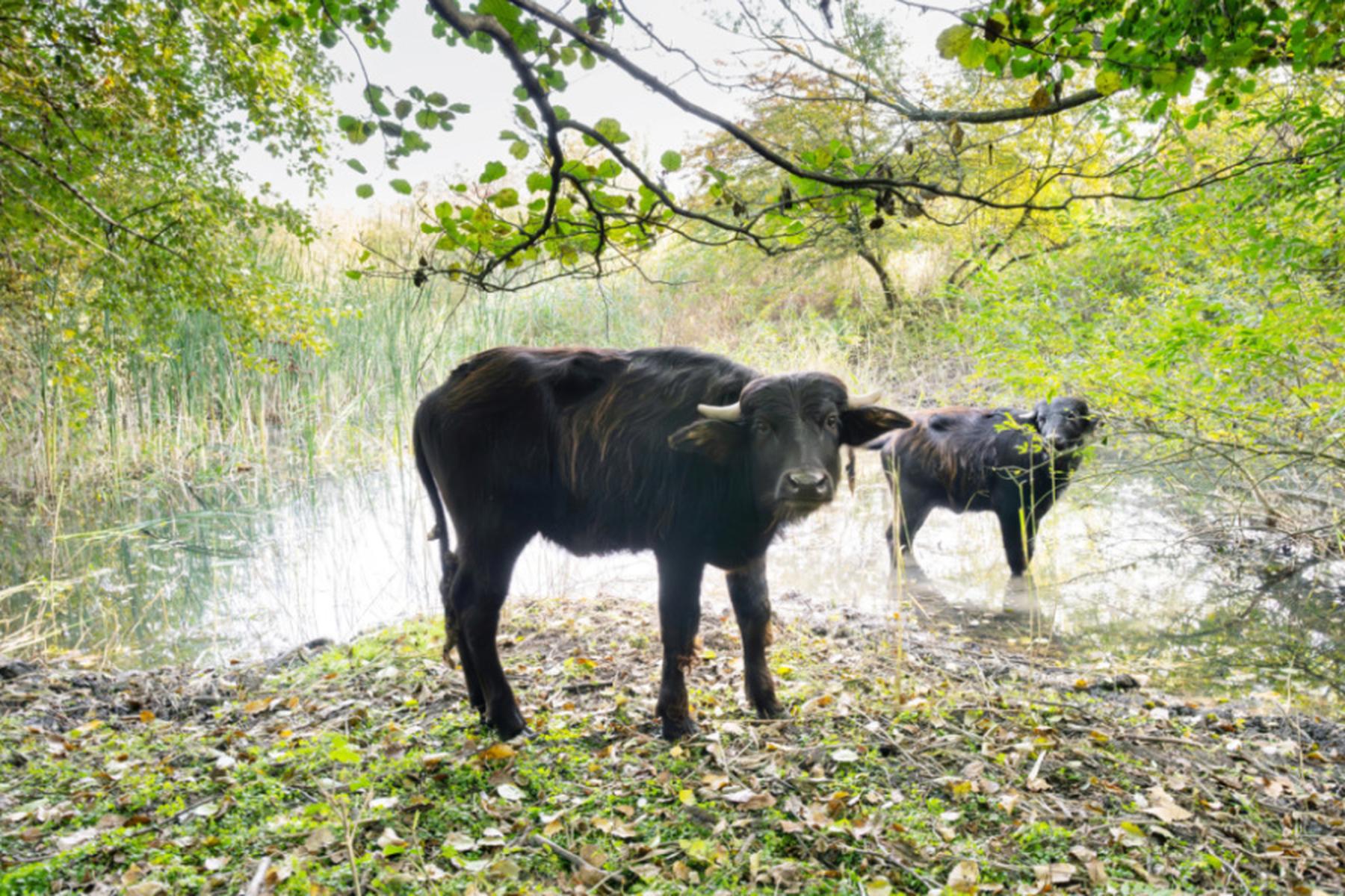 Wien/Asparn an der Zaya: Schönbrunner Wasserbüffel als Landschaftsgärtnerinnen in NÖ