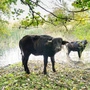Als "Landschaftsgärtnerinnen" von Wien ins Waldviertel übersiedelt | Als "Landschaftsgärtnerinnen" von Wien ins Waldviertel übersiedelt
