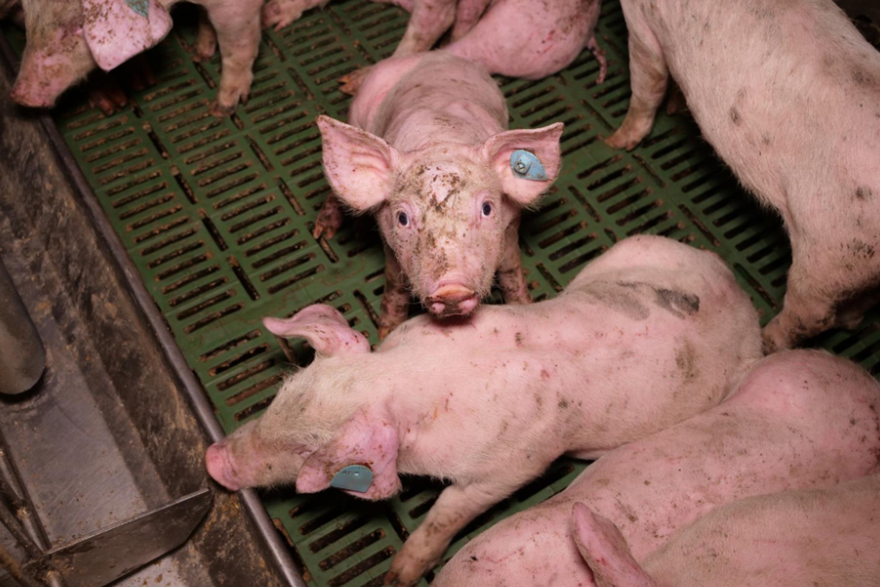 Zaradi suma mučenja živali v Avstriji sprožili preiskavo proti neznanim storilcem