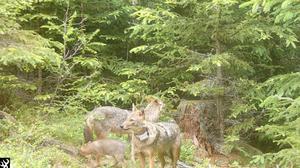 Goldschakal-Jungfamilie tappte in den Hohen Tauern in die Fotofalle