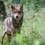 In Kärnten wurde bereits neun Wölfe legal abgeschossen | In Kärnten wurde bereits neun Wölfe legal abgeschossen