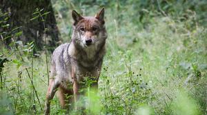 In Kärnten wurde bereits neun Wölfe legal abgeschossen | In Kärnten wurde bereits neun Wölfe legal abgeschossen