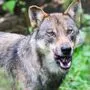 Der Wolf ist in Tirol nach wie vor für viele Tierrisse verantwortlich | Der Wolf ist in Tirol nach wie vor für viele Tierrisse verantwortlich