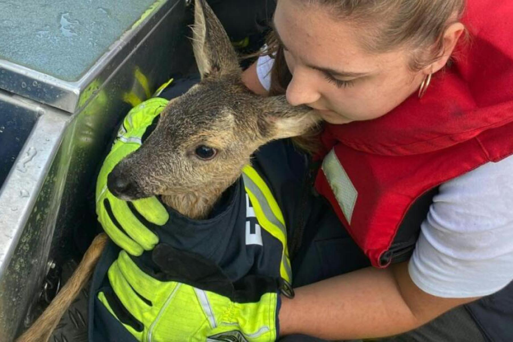 Ottensheim: Rehkitz in Oberösterreich aus der Donau gerettet