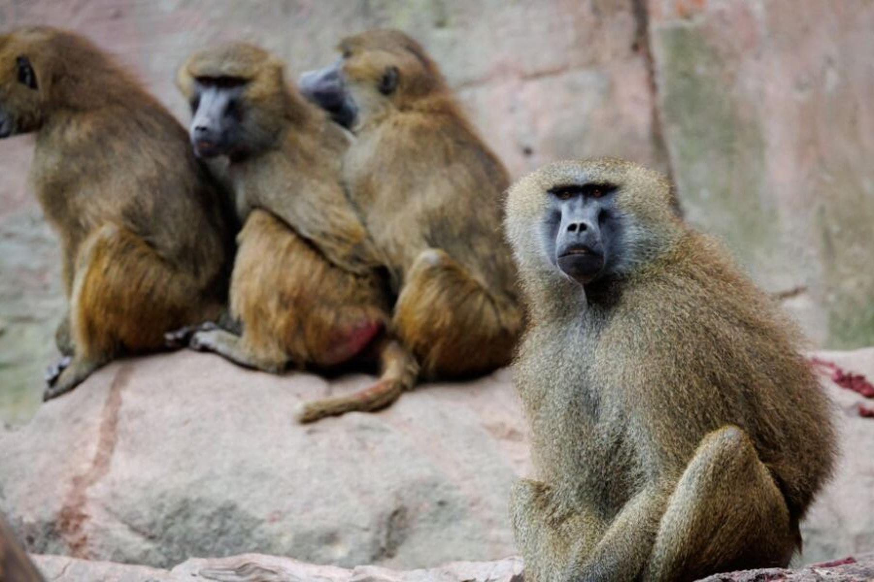 Nürnberg: Geplante Pavian-Tötungen: Tierschützer ketten sich im Zoo an