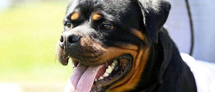 Ein Rottweiler schaut mit geöffnetem Maul in die Kamera