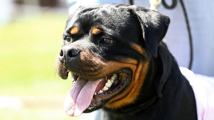 Ein Rottweiler schaut mit geöffnetem Maul in die Kamera