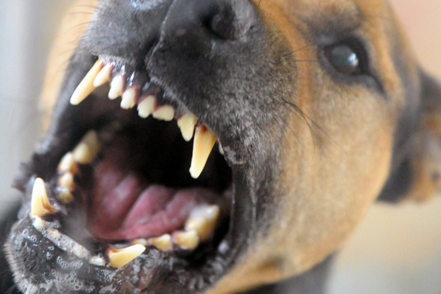 Esternberg/Sipbachzell: Drei Hundebisse am Wochenende in Oberösterreich