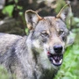 Wieder Wolf in Tirol erlegt | Wieder Wolf in Tirol erlegt