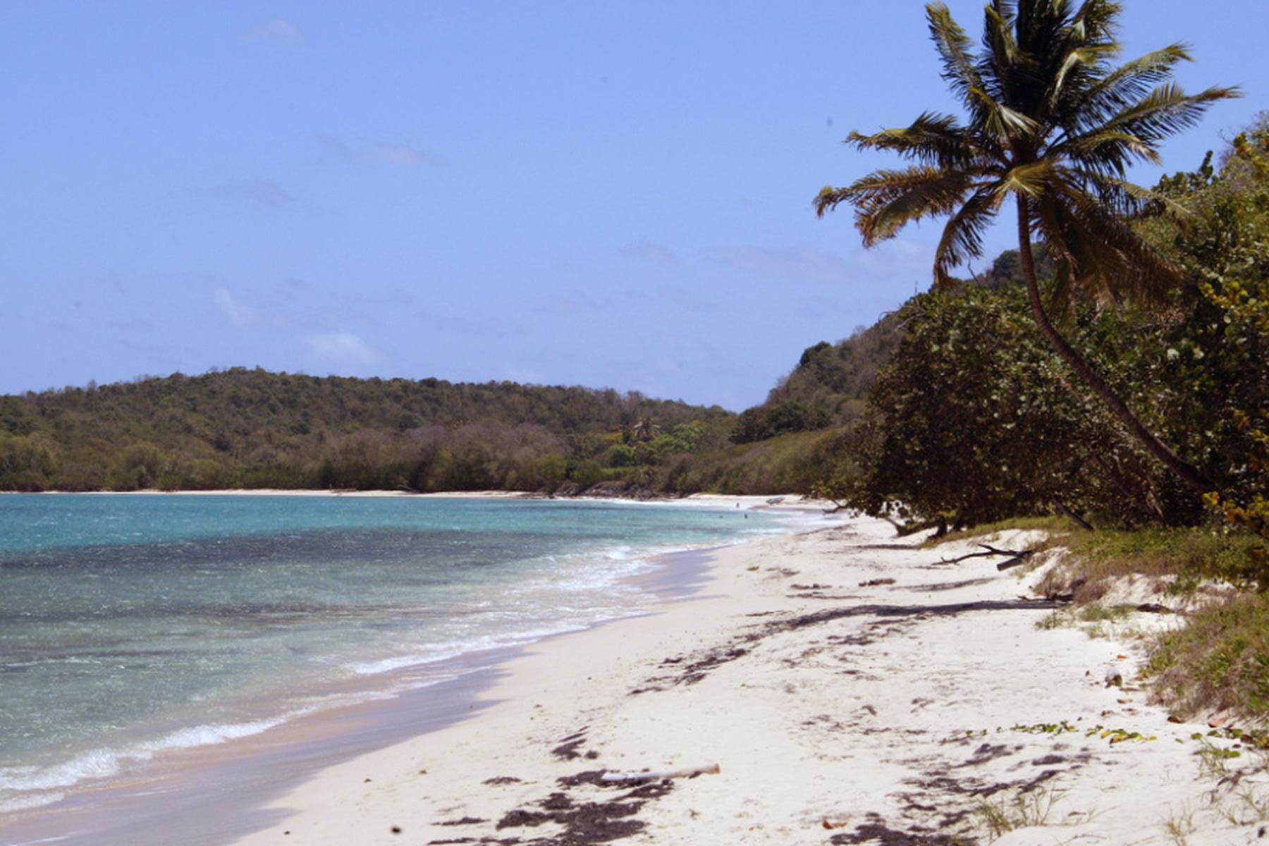 Kleine Antillen: Über 100 neue Arten auf französischen Antillen entdeckt