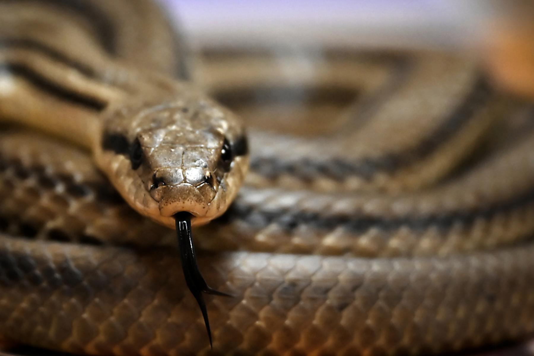 Peking: Mann will hundert Schlangen in Hose nach China schmuggeln