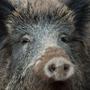 Unter anderem über die Wildschweine breitet sich die Seuche über Europa aus