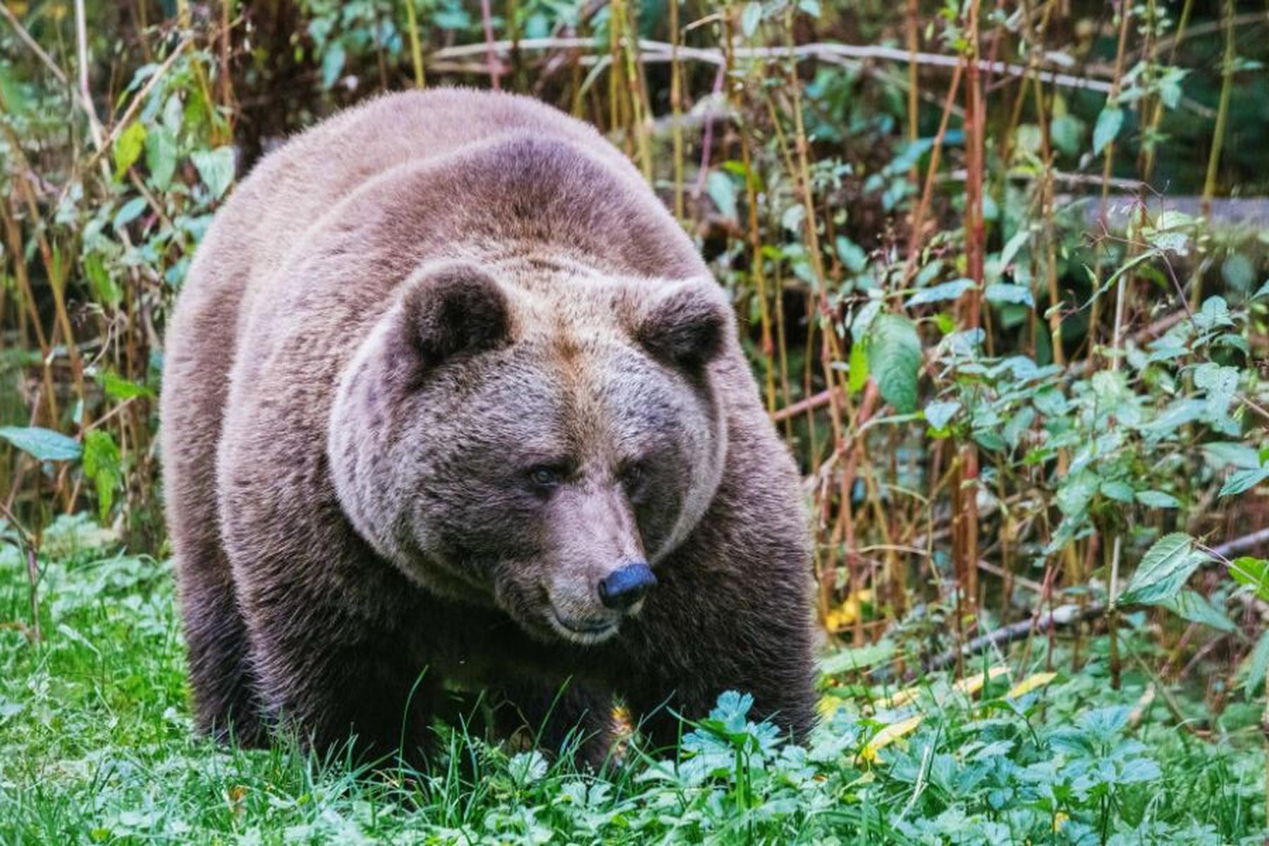 Problematična medvedka Gaia prispela v nemški medvedji park