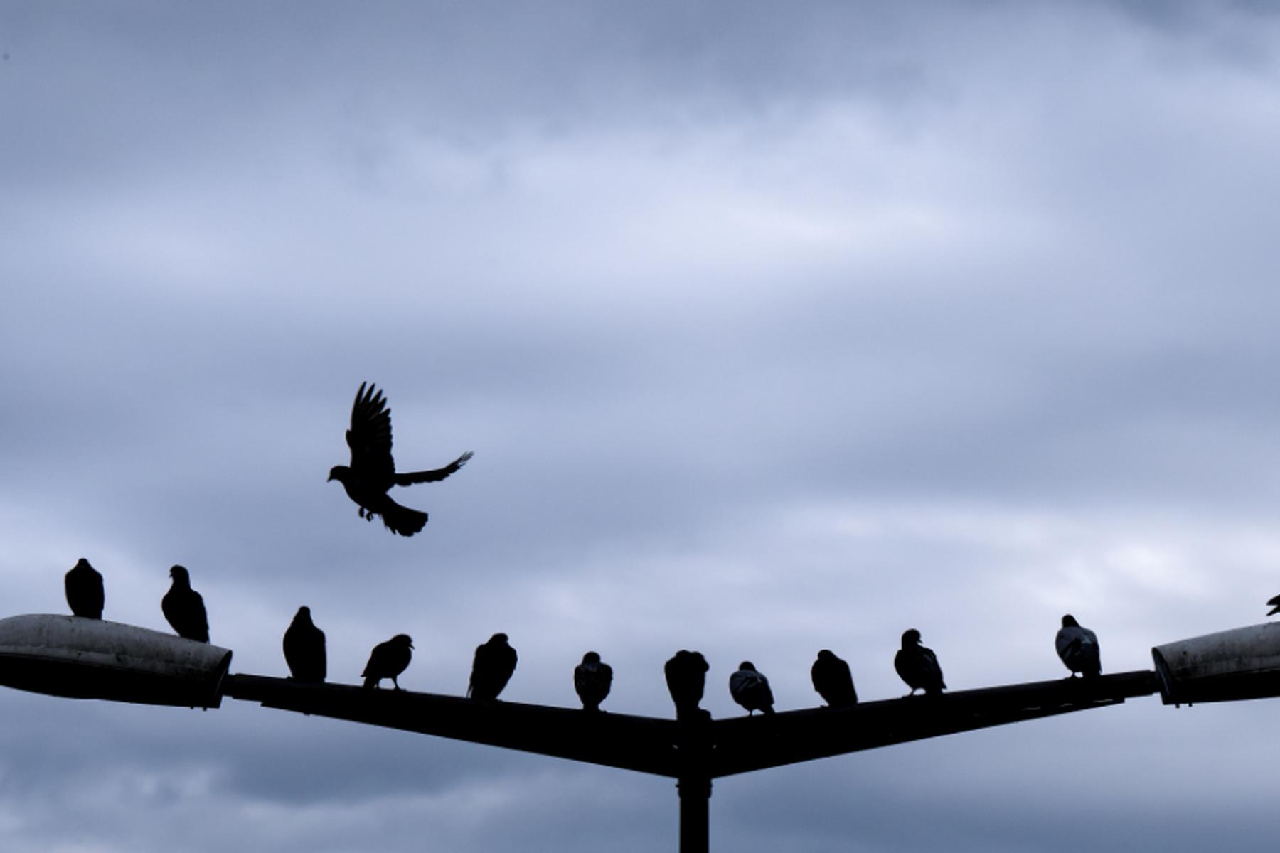 Wien: Tierschutz Austria rettet Mauersegler durch Spenderfedern