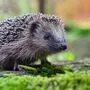 Naturnahe Gärten locken Tiere wie Igel an | Naturnahe Gärten locken Tiere wie Igel an