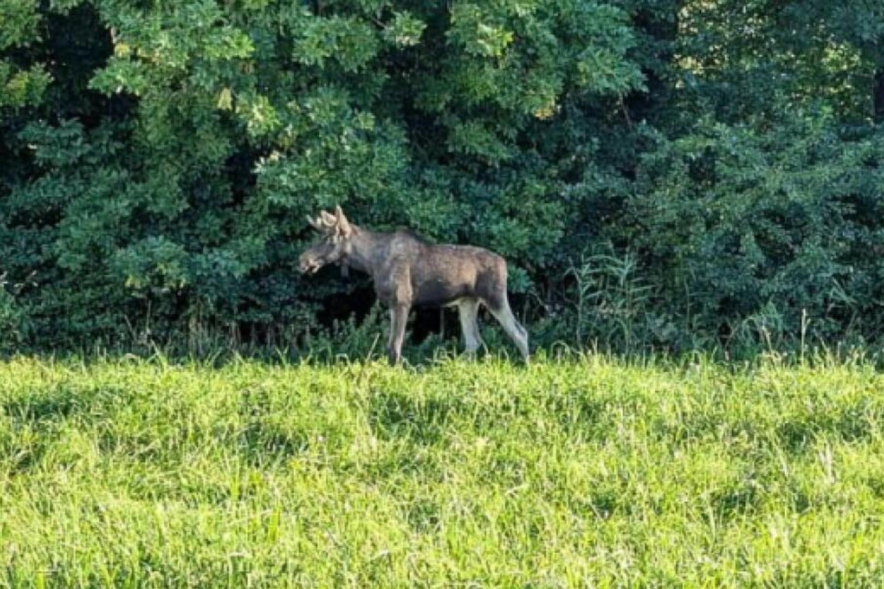 St. Andrä-Wördern: "Emil" weiterhin im Bezirk Tulln unterwegs