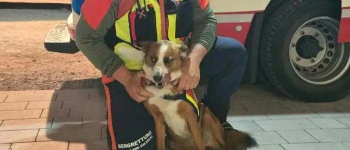 Suchhund Amy fand eine vermisste 53-Jährige | Suchhund Amy fand eine vermisste 53-Jährige