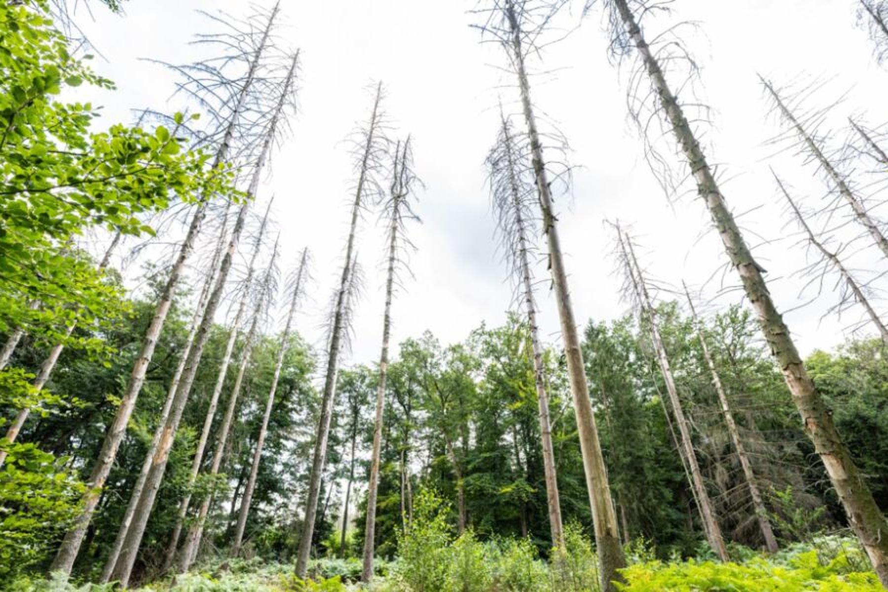 Innsbruck: Gutartige Pilzart schützt laut Forschern bedrohte Fichte