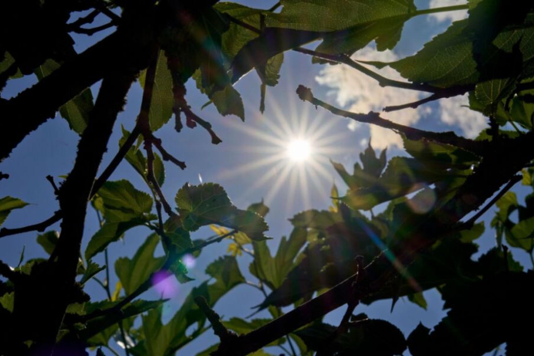 Fotosinteza poteka globlje v rdečem območju, kot so mislili