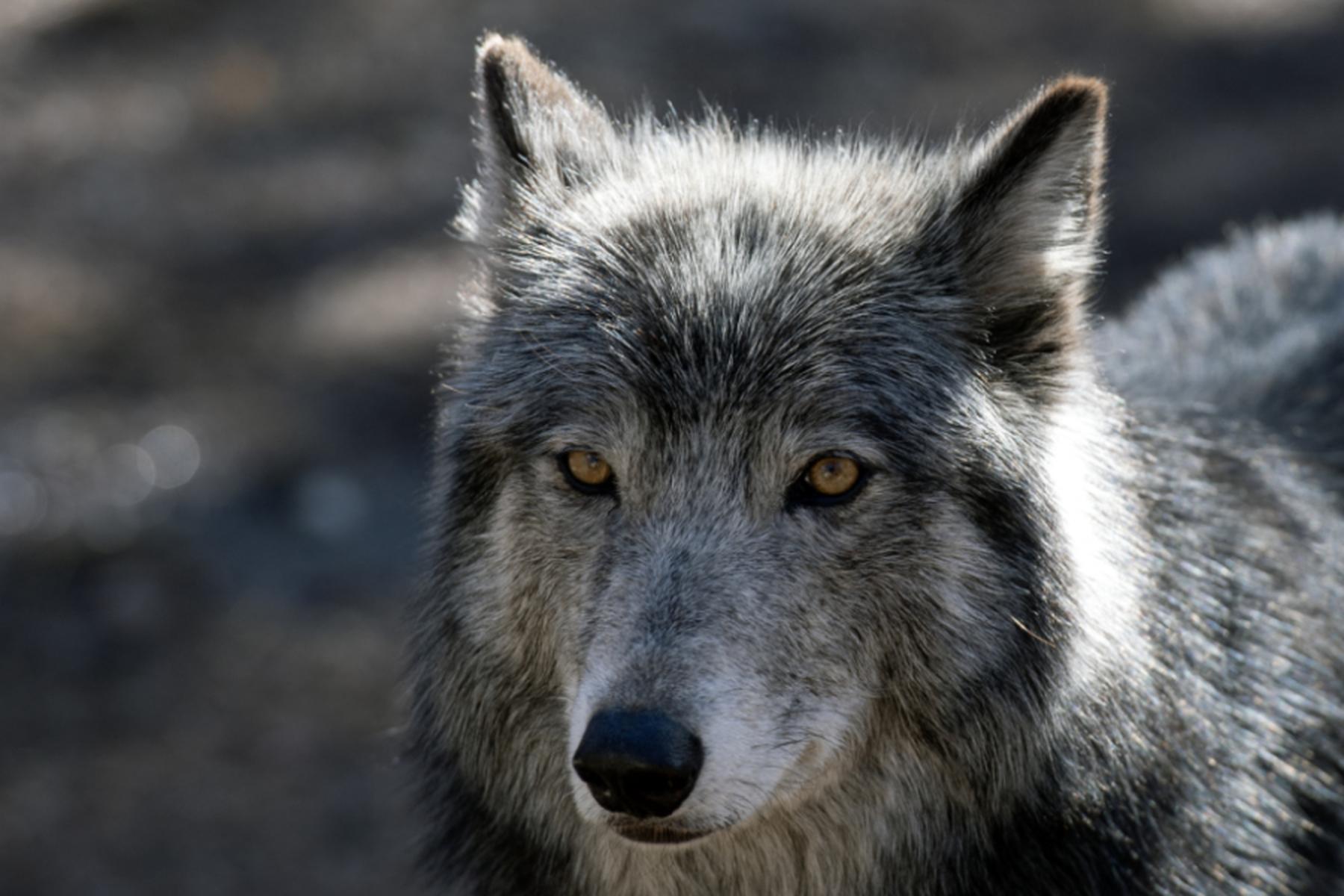 Freistadt: Wolf im Mühlviertel illegal abgeschossen