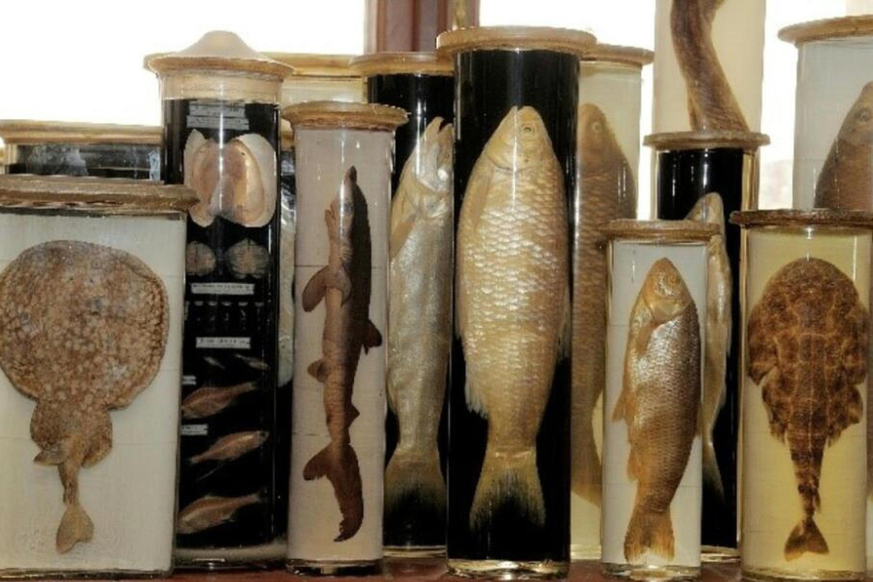 Wien: Digitale Artenvielfalt - Austro-Forschung betritt die DiSSCo