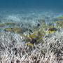 Urlauber können in Thailand selbst Unterwasser-Blumentiere pflanzen | Urlauber können in Thailand selbst Unterwasser-Blumentiere pflanzen