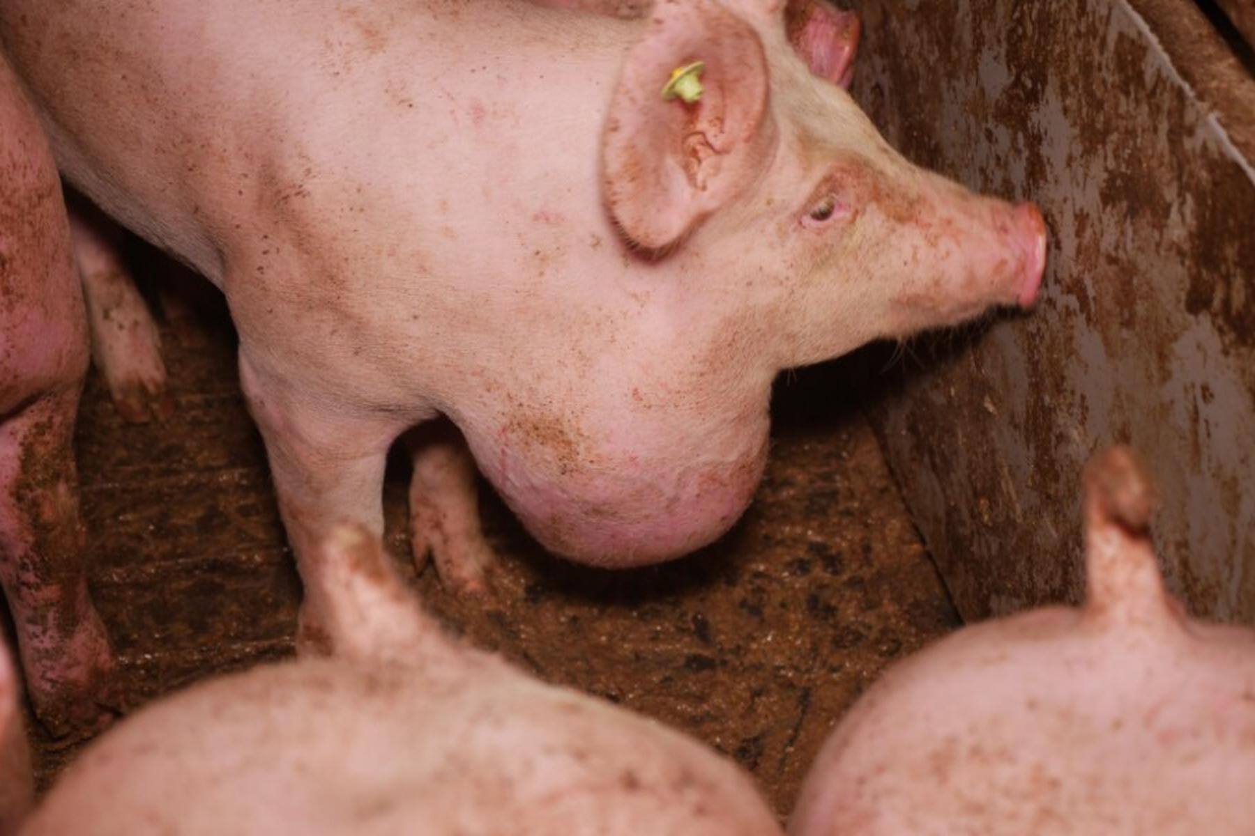 Hollabrunn: VGT zeigte Missstände in Schweine-Betrieb in NÖ an