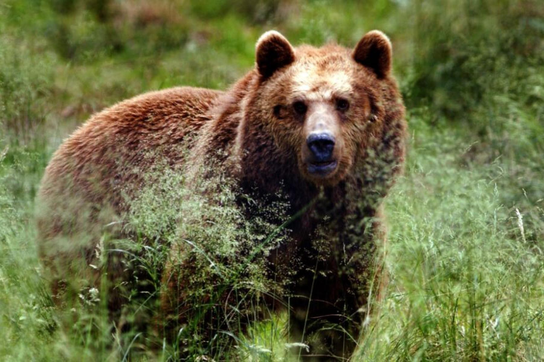 Landeck/Innsbruck: Tiroler Regierung will Bär im Bezirk Landeck "vergrämen"