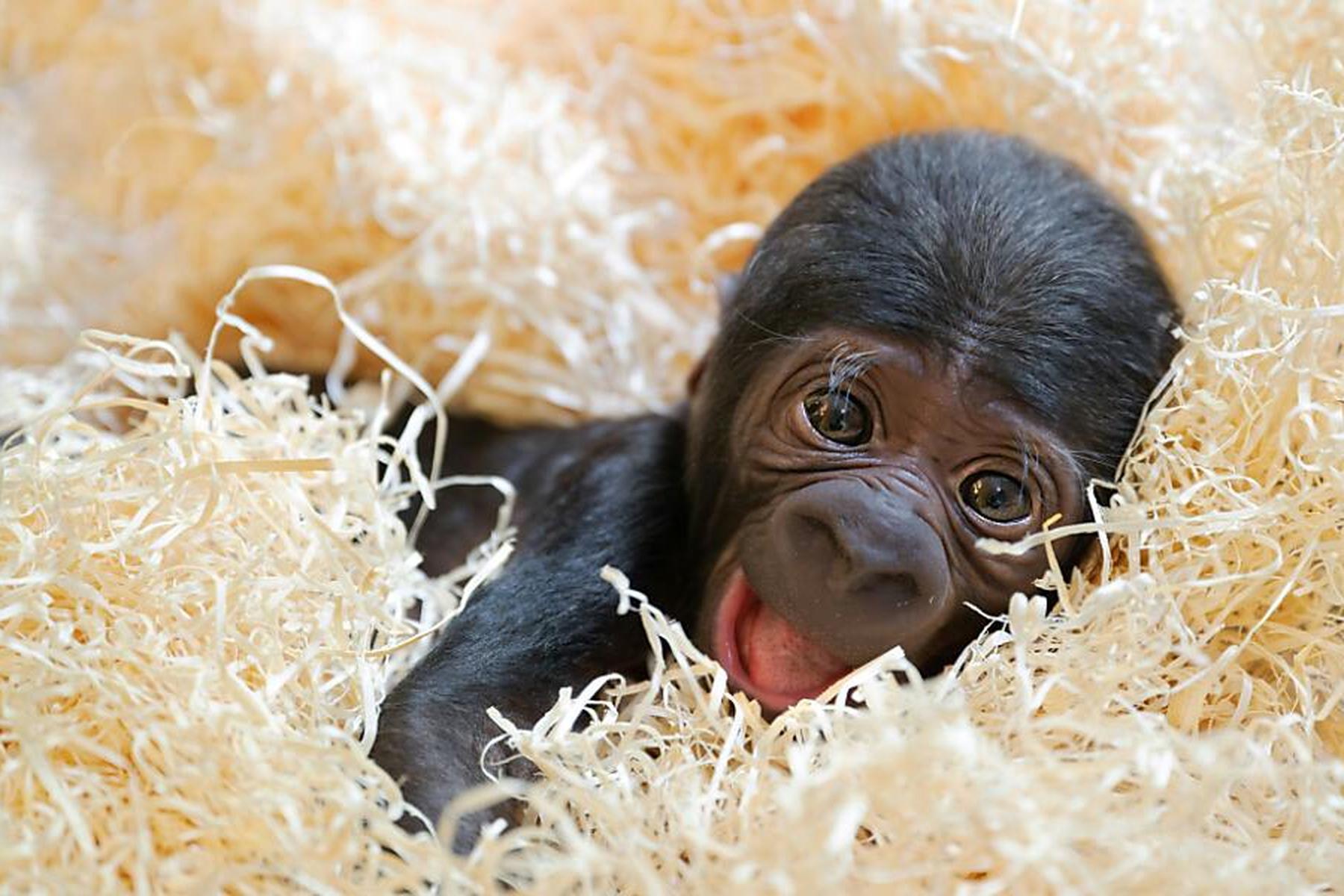 Krenglbach: Im Zoo Schmiding kam erstmals in Österreich Gorilla zur Welt
