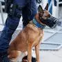 Auch Polizeihunde wurden zum Einsatz herangezogen | Auch Polizeihunde wurden zum Einsatz herangezogen