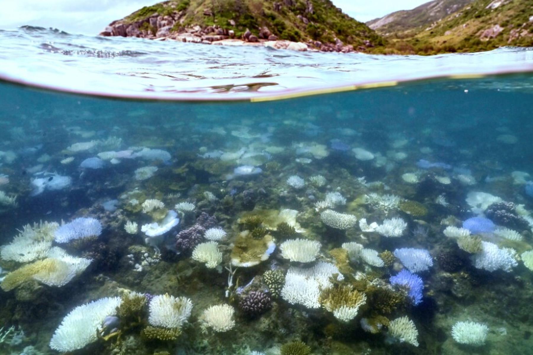 Sydney: Ausmaß der Korallenbleiche im Great Barrier Reef enorm