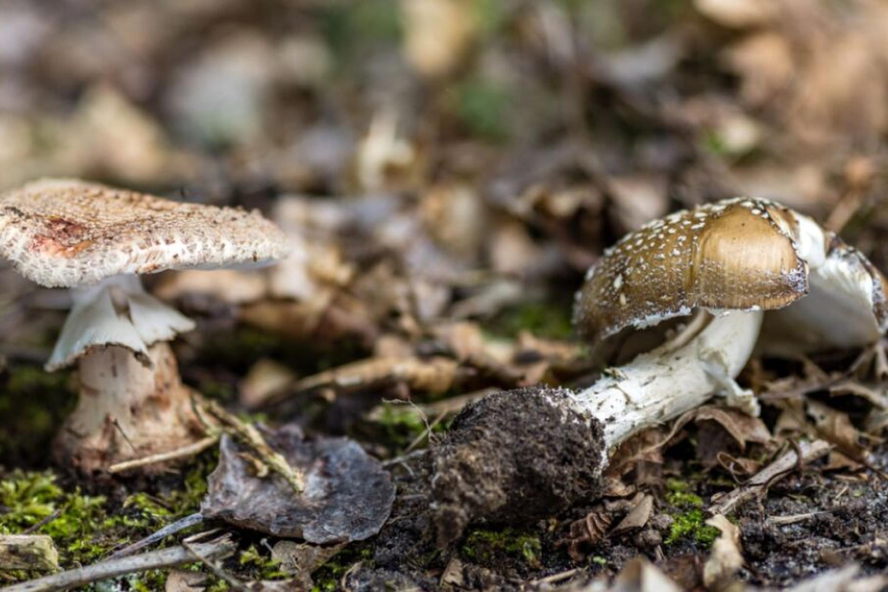 Wien: 800 Anfragen bei Gesundheit Österreich zu giftigen Pilzen