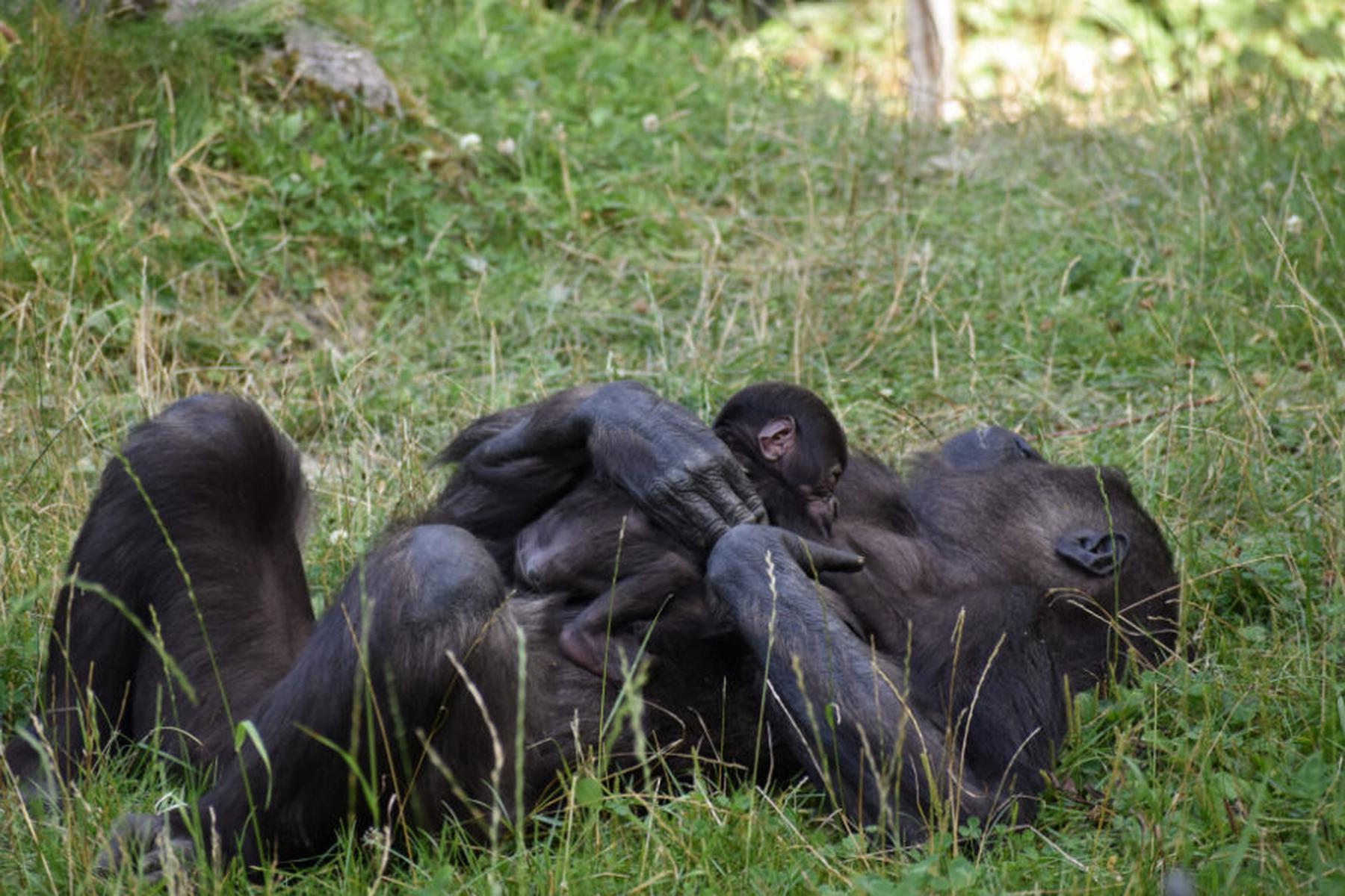 Zoo Schmiding: Gorillababy auf erster Erkundungstour im Außengehege